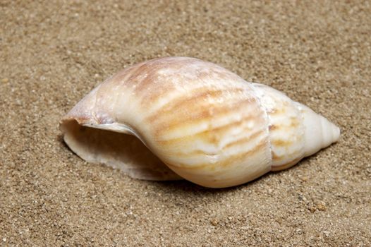 Shells gathered from beaches around the globe and attractively displayed.