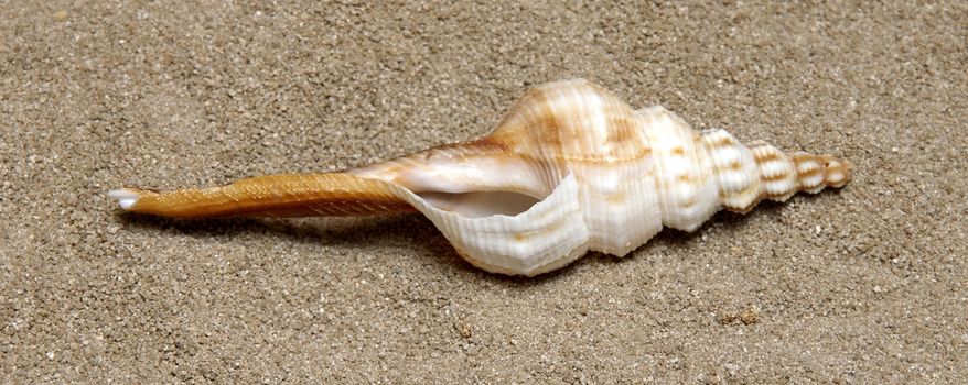 Shells gathered from beaches around the globe and attractively displayed.