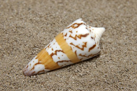 Shells gathered from beaches around the globe and attractively displayed.