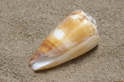 Shells gathered from beaches around the globe and attractively displayed.