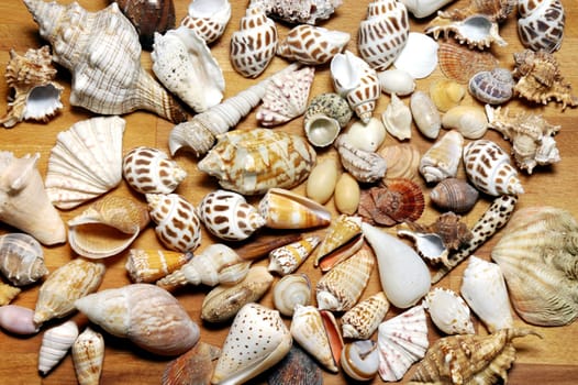 Shells gathered from beaches around the globe and attractively displayed.