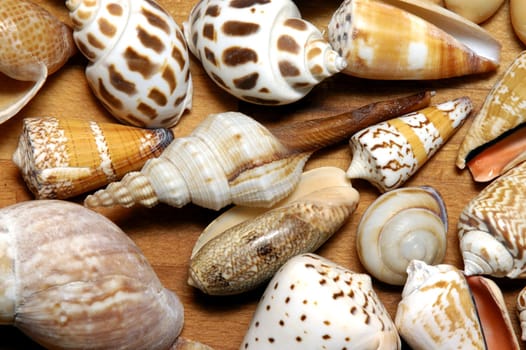 Shells gathered from beaches around the globe and attractively displayed.