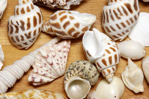 Shells gathered from beaches around the globe and attractively displayed.