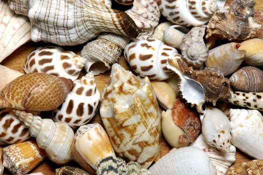 Shells gathered from beaches around the globe and attractively displayed.