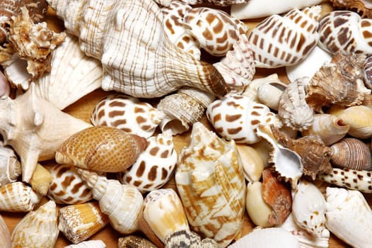 Shells gathered from beaches around the globe and attractively displayed.