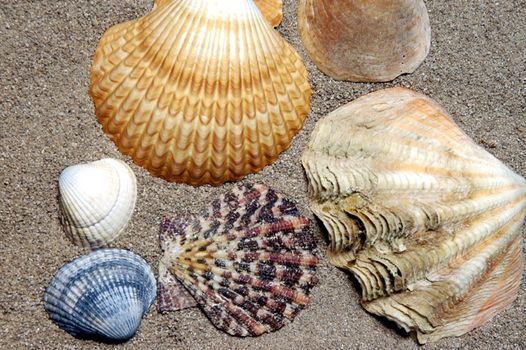 Shells gathered from beaches around the globe and attractively displayed.