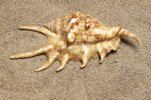 Shells gathered from beaches around the globe and attractively displayed.