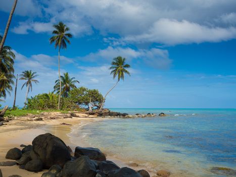 Tropica beach with cocononuts palm on a caribbean island