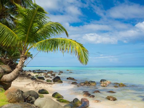 Tropica beach with cocononuts palm on a caribbean island