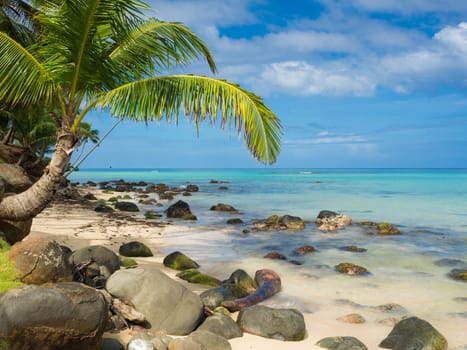 Tropica beach with cocononuts palm on a caribbean island