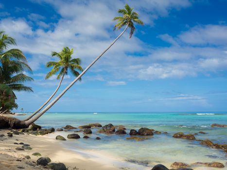 Tropica beach with cocononuts palm on a caribbean island