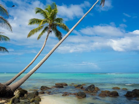 Tropica beach with cocononuts palm on a caribbean island