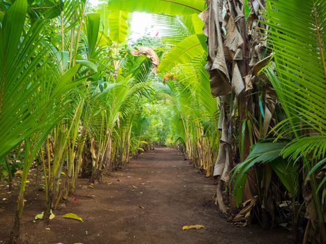 Walk palms path throught tropical island at sunset