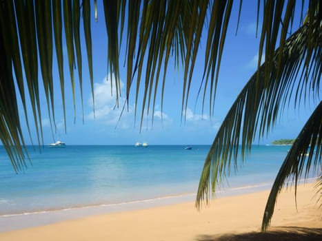 Tropica beach with cocononuts palm on a caribbean island