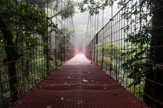 Raining forest and trees with fog in central america