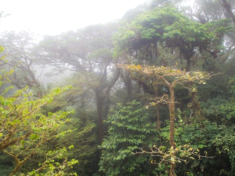 Raining forest and trees with fog in central america