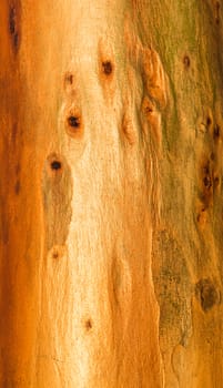the abstract background gold wood texture closeup