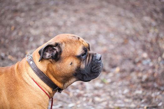 English Mastiff dog breed in the park