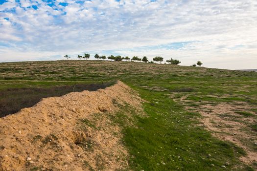 desert landscape in spring, grass and blue sky