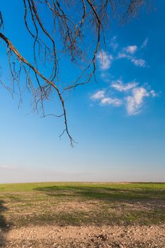 desert landscape in spring, grass and blue sky