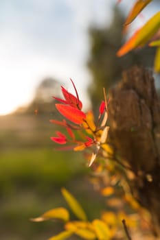natural background leaves of the tree closeup