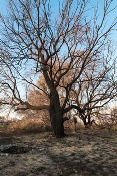 tree against the blue sky spring day