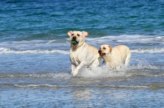 two cute young yellow labradors at the sea with a ball
