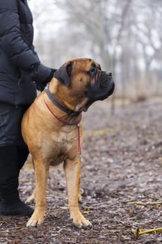 English Mastiff dog breed in the park