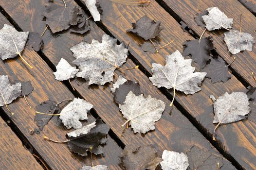 Fallen maple leaves on wet board in autumn