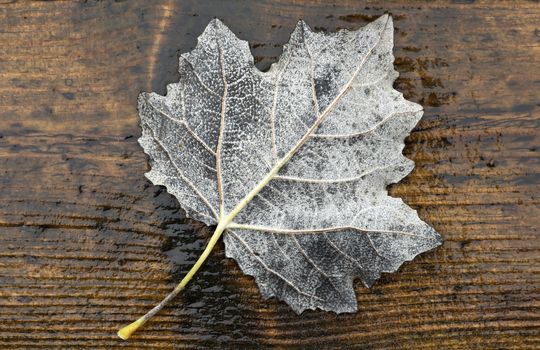 White wet maple leaf on brown board