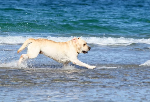 cute young yellow labrador at the sea