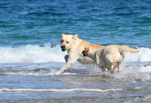 two young yellow labradors at the sea with a ball