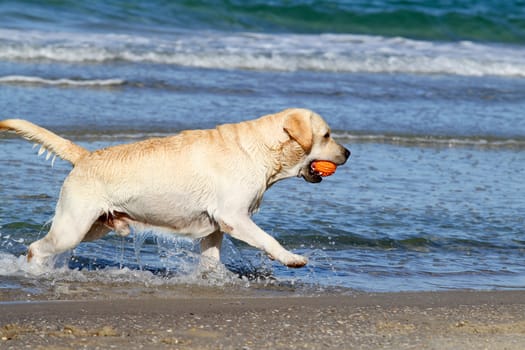 cute nice yellow labrador with orange ball