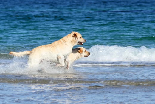 the young yellow labradors at the sea with a ball