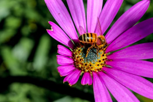 Bee collecting Pollen from a flower