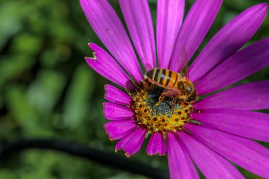 Honey bee collecting Pollen from the garden