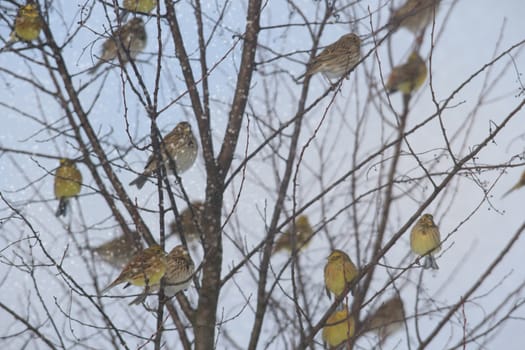 wild bird in natural habitat, nature series