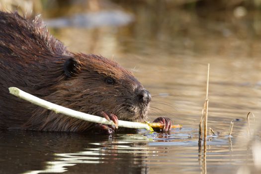 shot of a wild beaver near lake, nature series