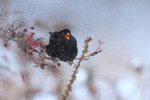 wild bird in natural habitat, nature series