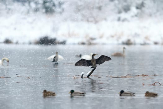 wild bird in natural habitat, nature series