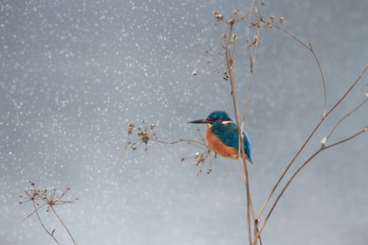 wild bird in natural habitat, nature series