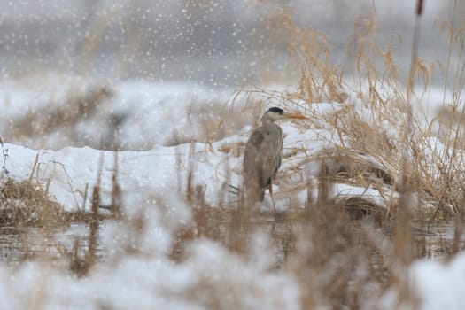 wild bird in natural habitat, nature series