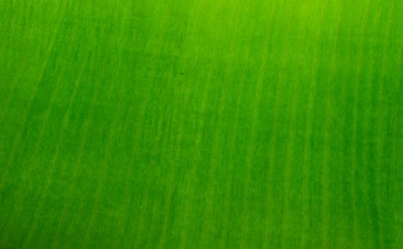 Surface of banana leaves