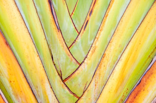 traveler's palm  pattern