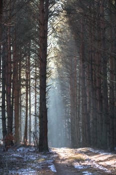 sunlight in the green forest, nature series