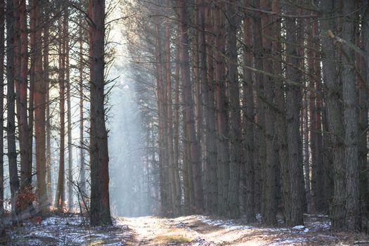 sunlight in the green forest, nature series
