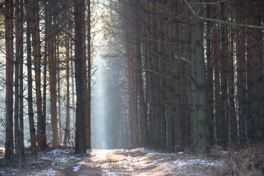 sunlight in the green forest, nature series