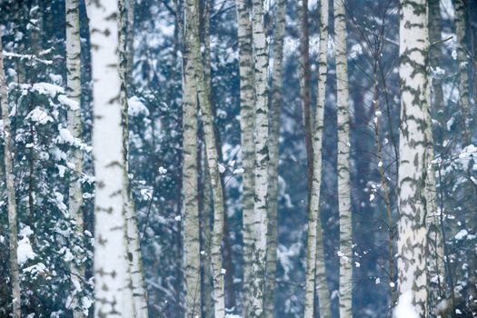 trees covered with snow in winter forest, nature series