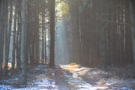 sunlight in the green forest, nature series