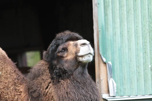 Zoo animals in a small zoological park in denmark